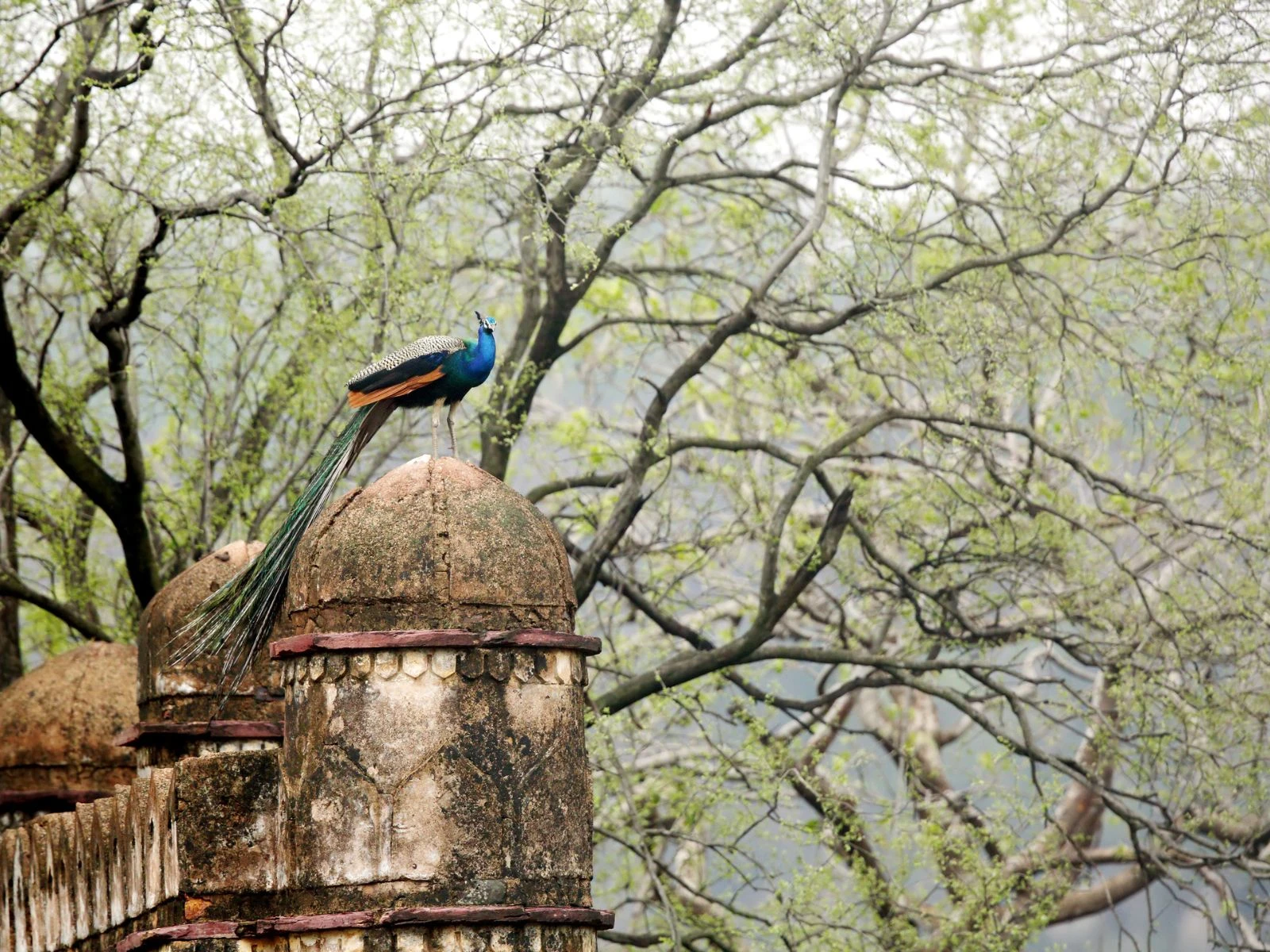 Birdlife of Rajasthan